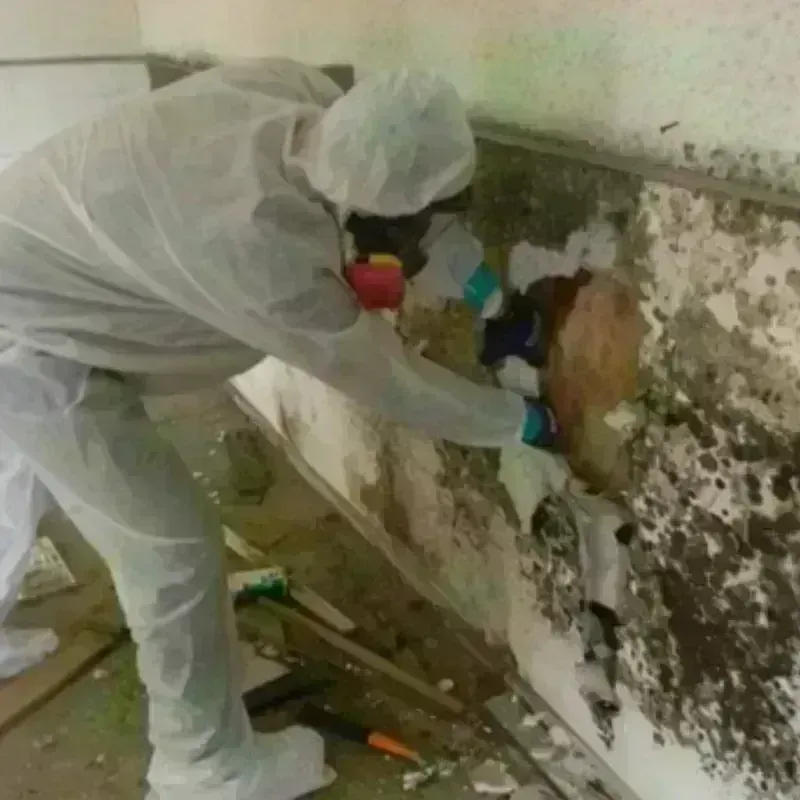 Mold Remediation and Removal in Webster County, MS