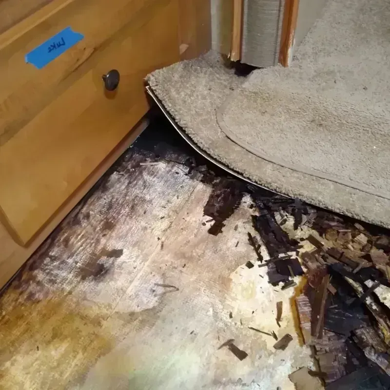 Best Wood Floor Water Damage Service in Webster County, MS